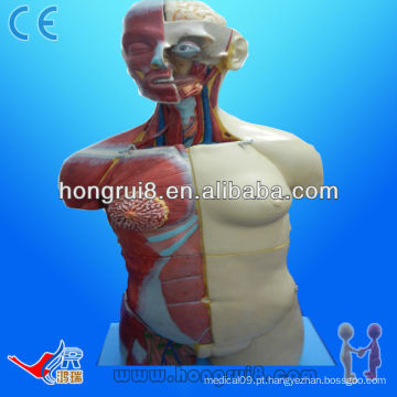 (20 partes) Anatomia humana Anatomia Dual Sexo feminino e masculino Torso 85cm